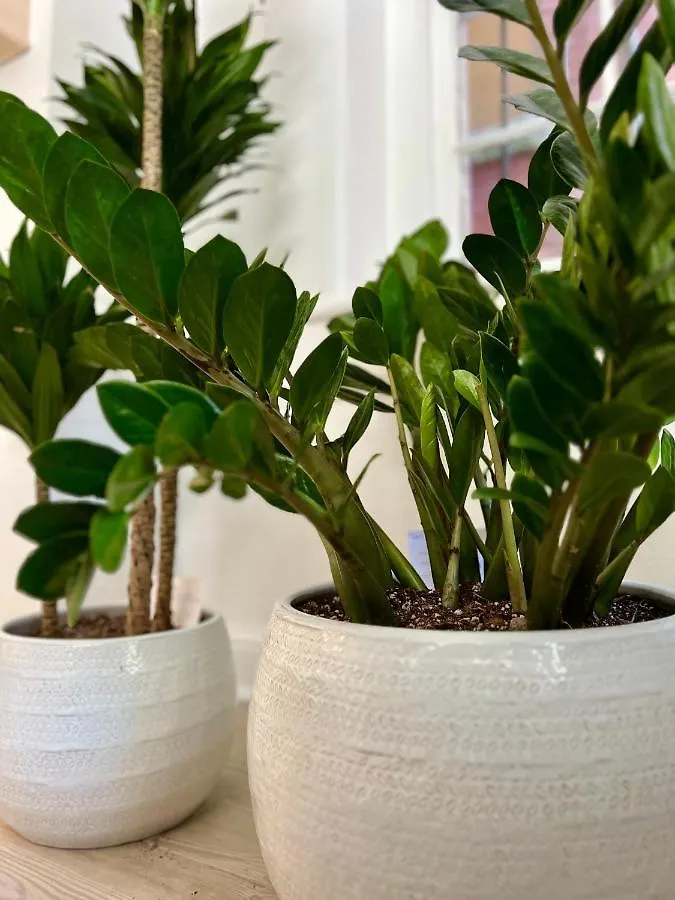 Be Our Gaston's A Walk In The Park Apartmán Savannah