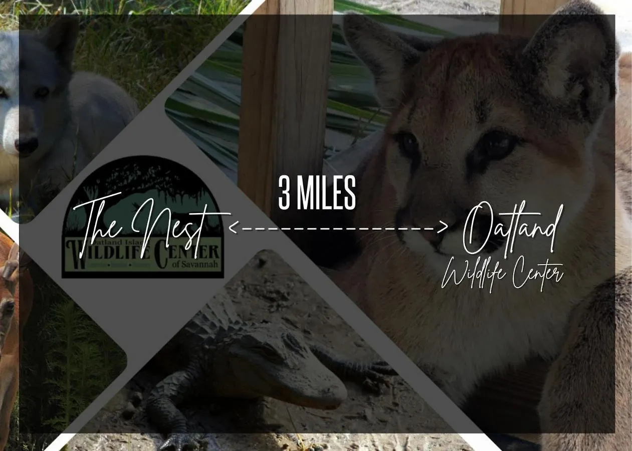 Cozy Oasis 15min To Dt & Tybee, Away From - The Nest Vakantiehuis